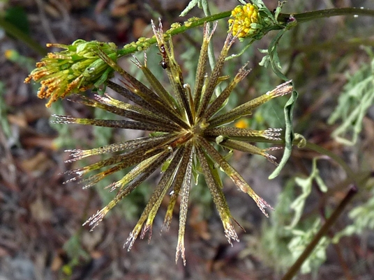 {Bidens bipinnata}